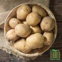 Картофель Гала