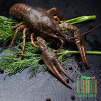 Раки живые 0,5кг.